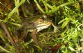 Pelophylax lessonae